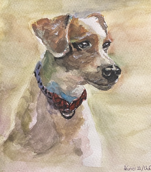 chien jack russel