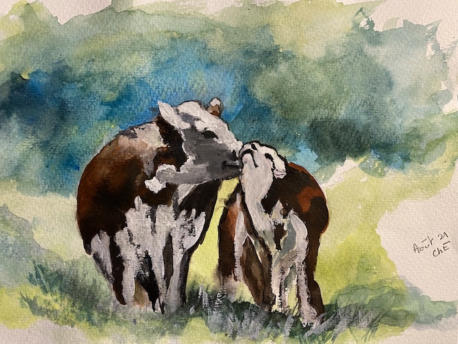 vaches